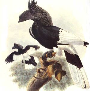 Black-and-white-casqued Hornbill