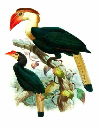 Walden's Hornbill