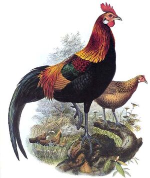 FICHE COQS BANKIVA Coq.bankiva.dage.0p