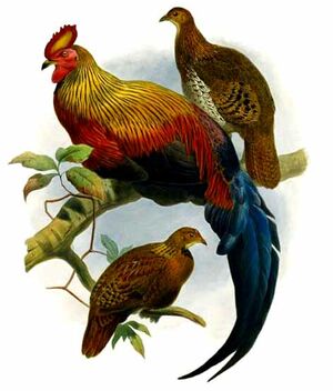 FICHE COQS LAFAYETTE Coq.de.lafayette.dage.0p