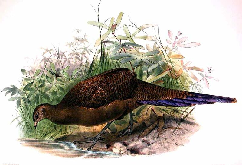 Bronze-tailed Peacock-Pheasant