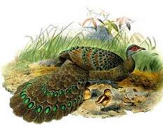 Germain's Peacock-Pheasant