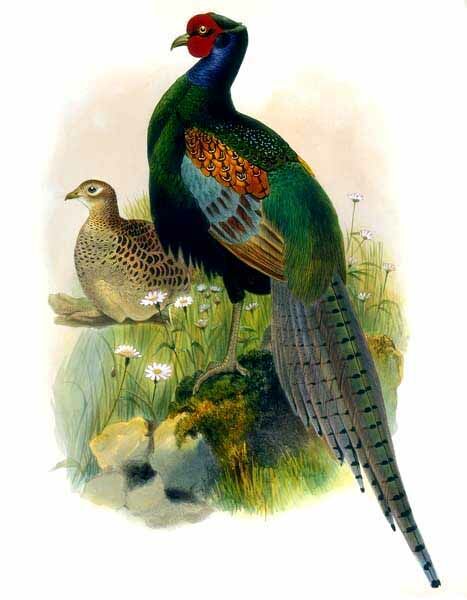 Green Pheasant