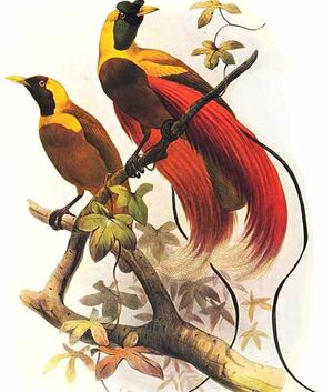 Paradisier rouge