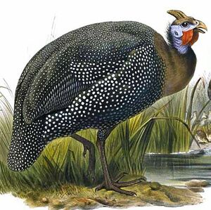 Helmeted Guineafowl