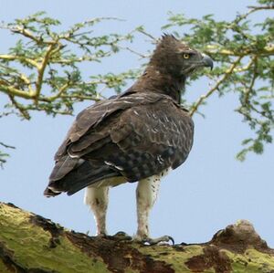 Martial Eagle