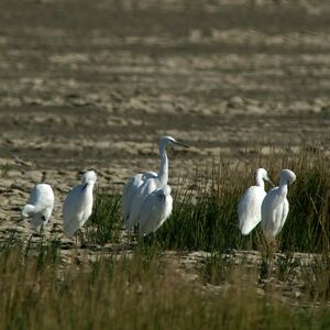 Aigrette garzette 
&copy; Daniel Pernet