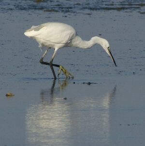 Aigrette garzette 
&copy; Daniel Pernet