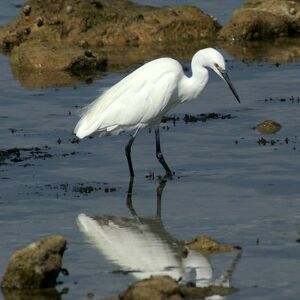 Aigrette garzette 
&copy; Daniel Pernet