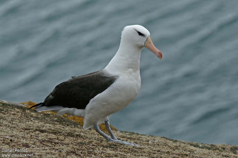 Albatros à sourcils noirsadulte, identification