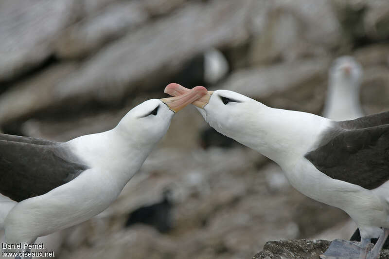 Albatros à sourcils noirsadulte nuptial, parade
