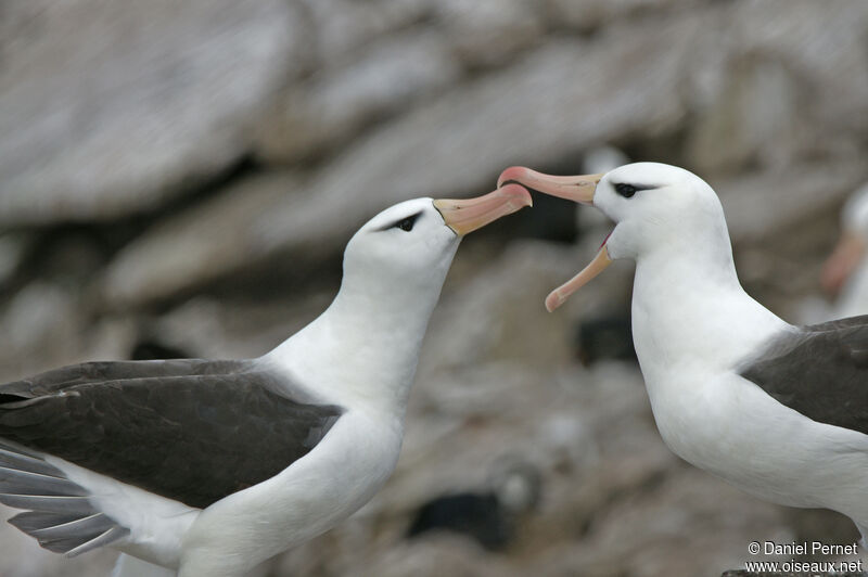 Albatros à sourcils noirsadulte, parade
