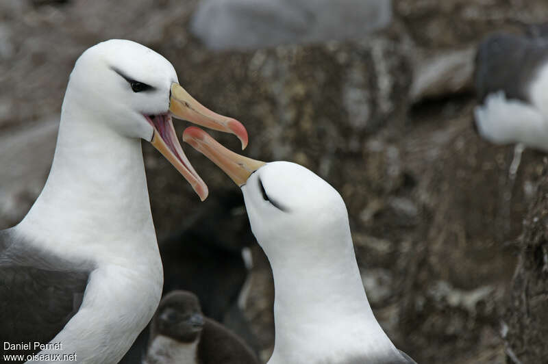 Black-browed Albatrossadult, courting display
