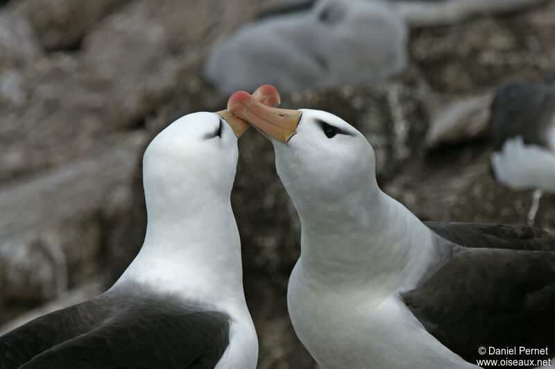 Albatros à sourcils noirsadulte, parade
