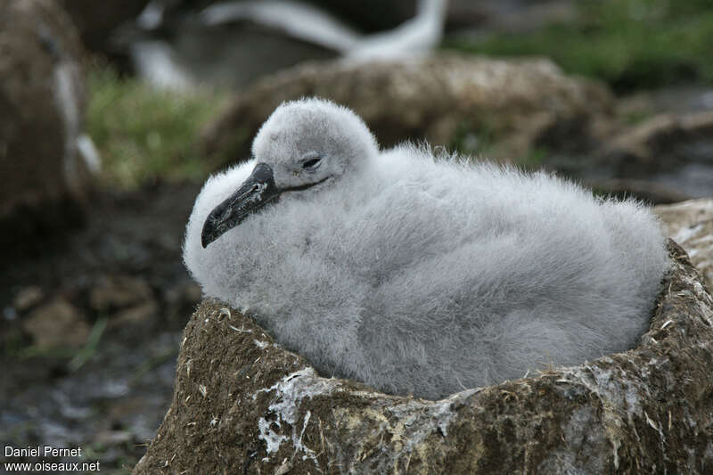 Albatros à sourcils noirsPoussin, identification