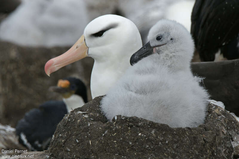 Black-browed Albatross, habitat, pigmentation, Reproduction-nesting