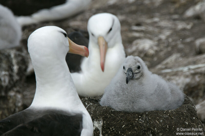 Albatros à sourcils noirs, habitat, Nidification