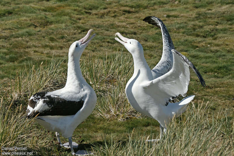 Wandering Albatrossadult breeding, pigmentation, courting display
