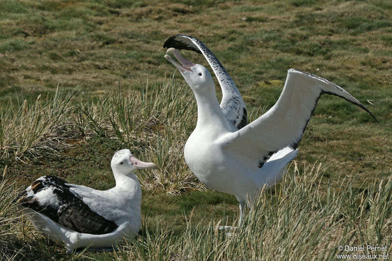 Albatros hurleuradulte, parade