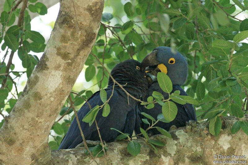 Hyacinth Macaw adult post breeding, identification, Behaviour