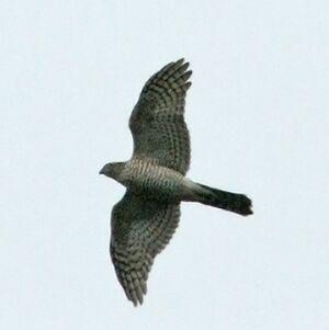 Northern Goshawk