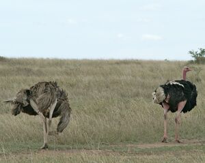 Autruche d'Afrique
