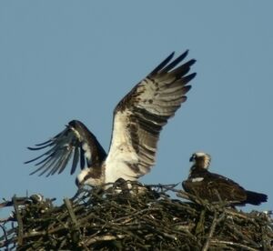 Western Osprey