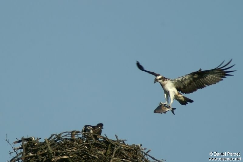 Osprey male adult, Reproduction-nesting