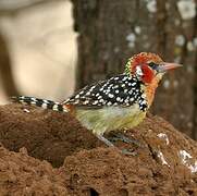 Red-and-yellow Barbet