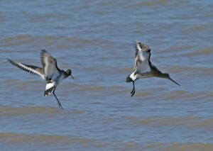 Black-tailed Godwit