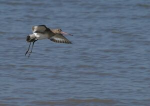 Black-tailed Godwit