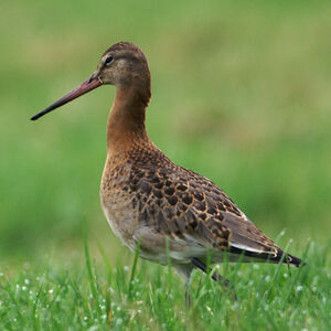 Black-tailed Godwit