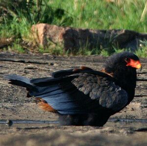 Bateleur