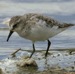 Little Stint