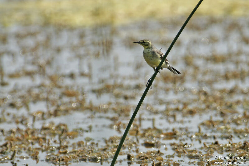 Citrine Wagtail male adult