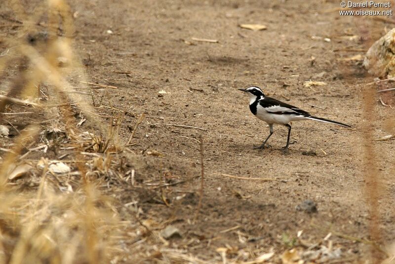 African Pied Wagtail male adult, identification