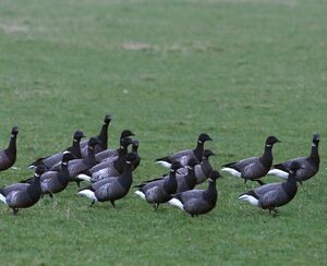 Brant Goose 
&copy; Daniel Pernet