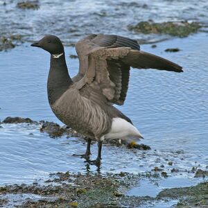 Brant Goose 
&copy; Daniel Pernet