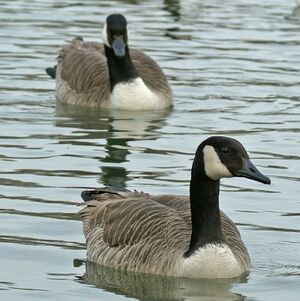 Canada Goose 
&copy; Daniel Pernet