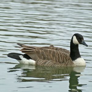 Canada Goose 
&copy; Daniel Pernet