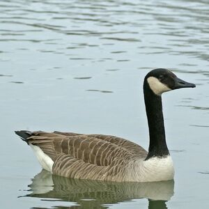 Canada Goose 
&copy; Daniel Pernet