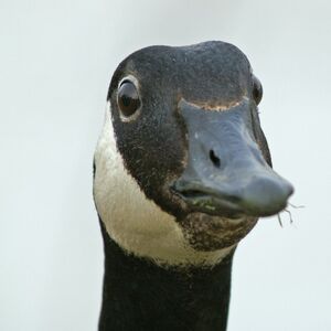 Canada Goose