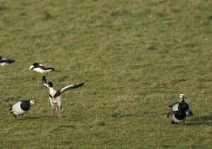 Barnacle Goose