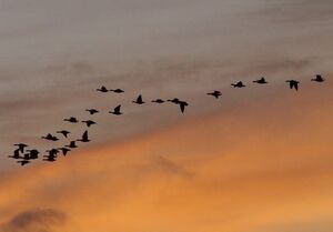 Barnacle Goose