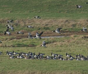 Barnacle Goose