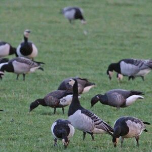 Barnacle Goose