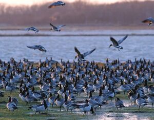 Barnacle Goose