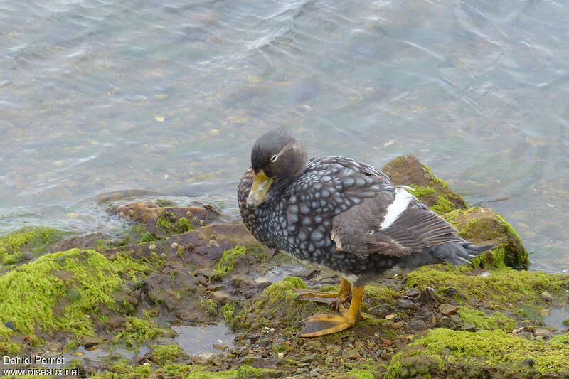 Falkland Steamer Duck female adult, identification