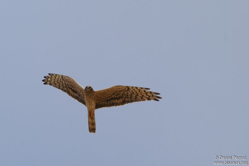 Montagu's Harrier female, identification, Flight, Behaviour