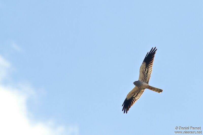 Montagu's Harrier male, Flight